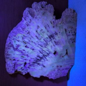Agatized Coral #41